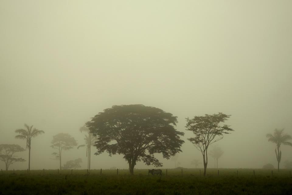 Cattle roam an area by the road leading to the Chico Mendes Extractive Reserve, in Brasileia, Acre state, Brazil, Thursday, Dec. 8, 2022. Cattle became Acre's most important economic activity. (AP Photo/Eraldo Peres)