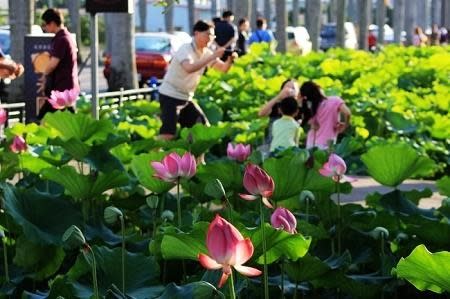 南投》中興新村賞蓮特輯 夏日沁涼旅遊新選擇