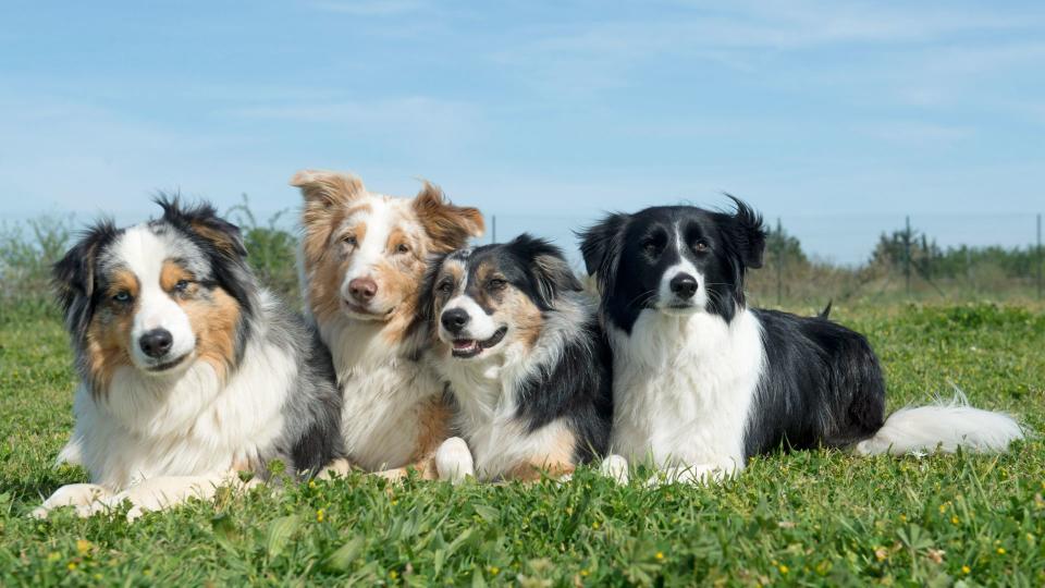 Border collie and Australian shepherds sitting in the grass together