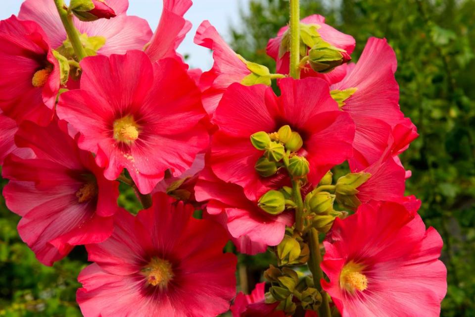 10) Hollyhock (Alcea rosea)