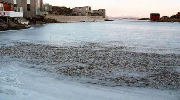 Fish can be seen frozen in a school formation. Photo: Hermann Mindrum via NRK