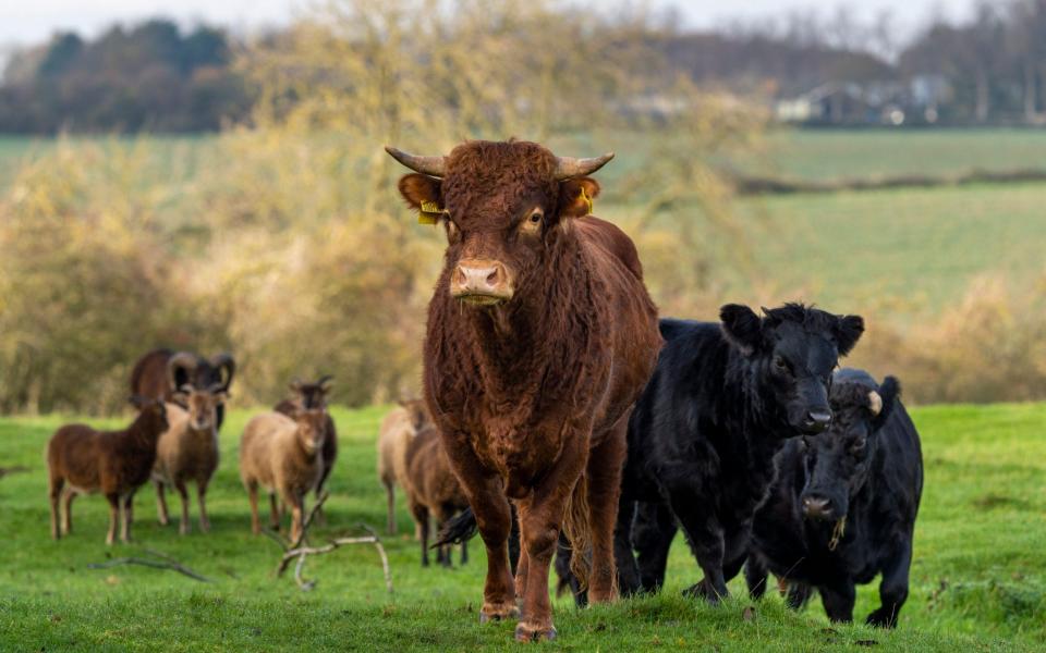 Peter, a fine red Dexter bull, arrived last weekend and has now settled into life beyond the ha-ha - Andrew Crowley