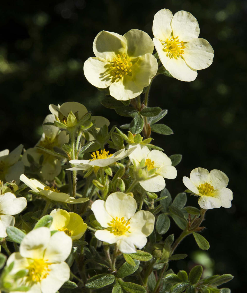 Pro Pick: Shrubby Cinquefoil, "Primrose Beauty"