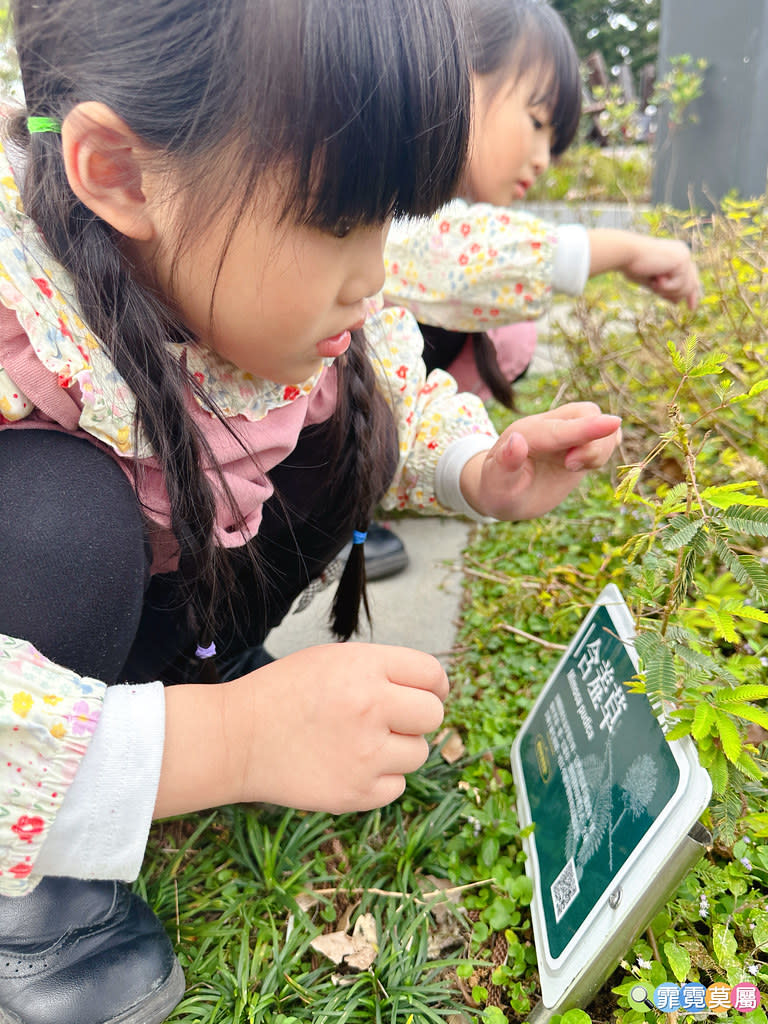 桃園龍潭綠杉林公園