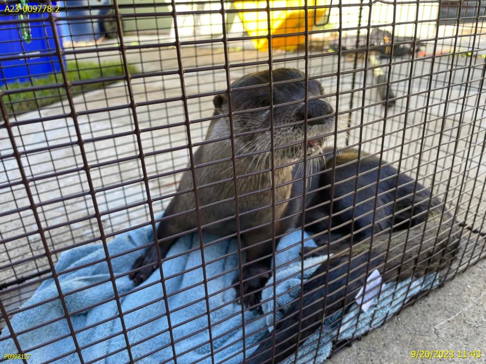 Rabid otter attacked a man and a dog in Jupiter, Florida on September 20, 2023. It was captured by Palm Beach County Animal Care and Control with the help of local residents.