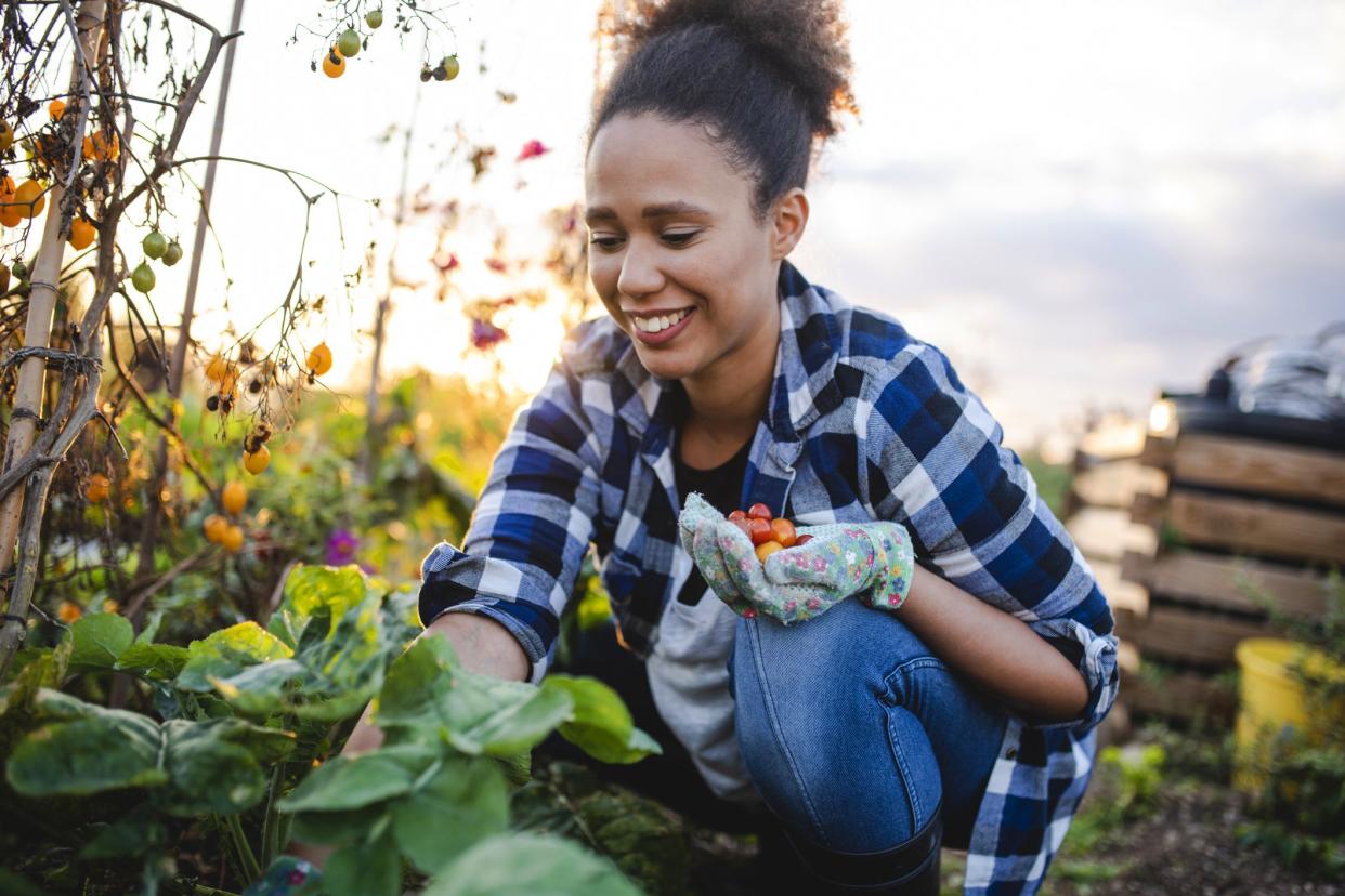 young woman in garden picking cherry tomatoes