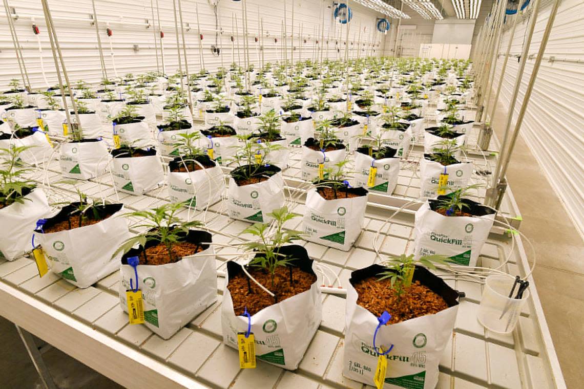 Cannabis plants flourish under the grow lights at Illicit Gardens, a large cultivator of medical marijuana in the Kansas City area.