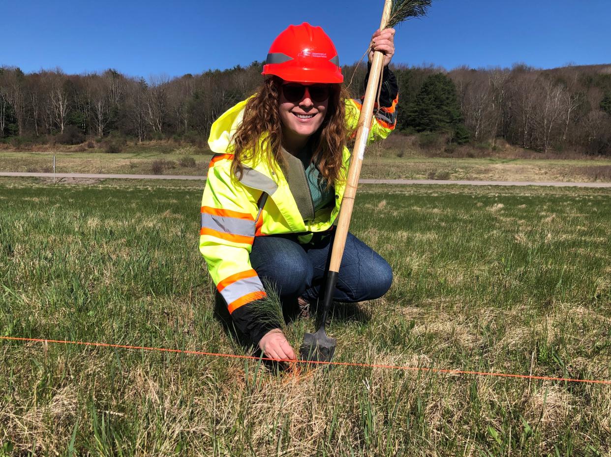 Lauren Richardson, maintenance environmental coordinator with the New York State DOT Region 6, plants a white pine tree Monday, April 22, 2024 at the Almond-Hornell Scenic Overlook. DOT planted approximately 1,000 trees as an Earth Day project.