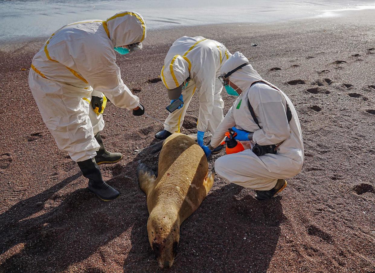 In this file photo, technicians analyze the remains of dead sea lions washed ashore in March 2023 in the Paracas National Reserve in Peru, where thousands of sea lions have died amid an outbreak of bird flu, also known as H5N1.