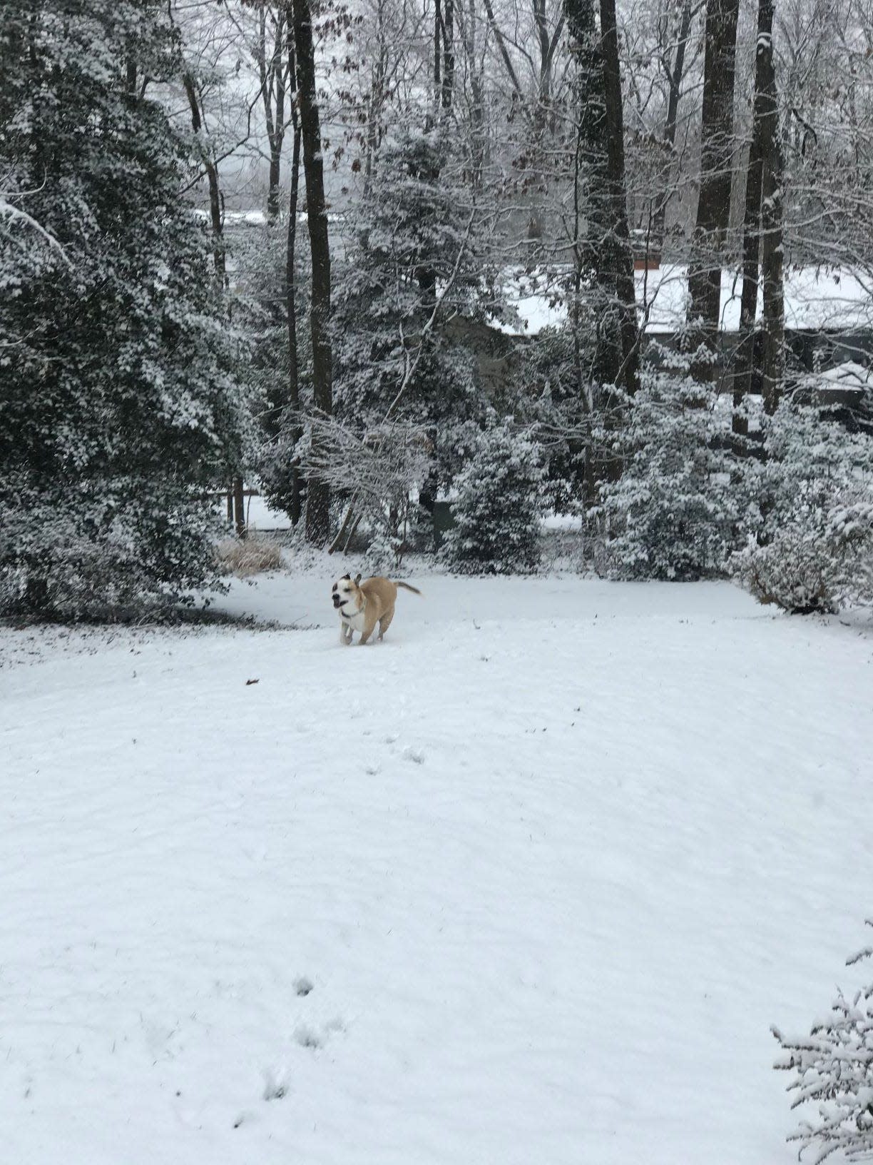 Mutt Mulligan, a rescue dog and the spokesdog of the TurfMutt Foundation, says a key to health and well-being is getting outside this winter.