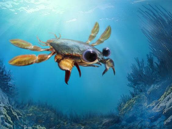 Bizarre night-hunting crab forces scientists to reconsider evolution of modern species