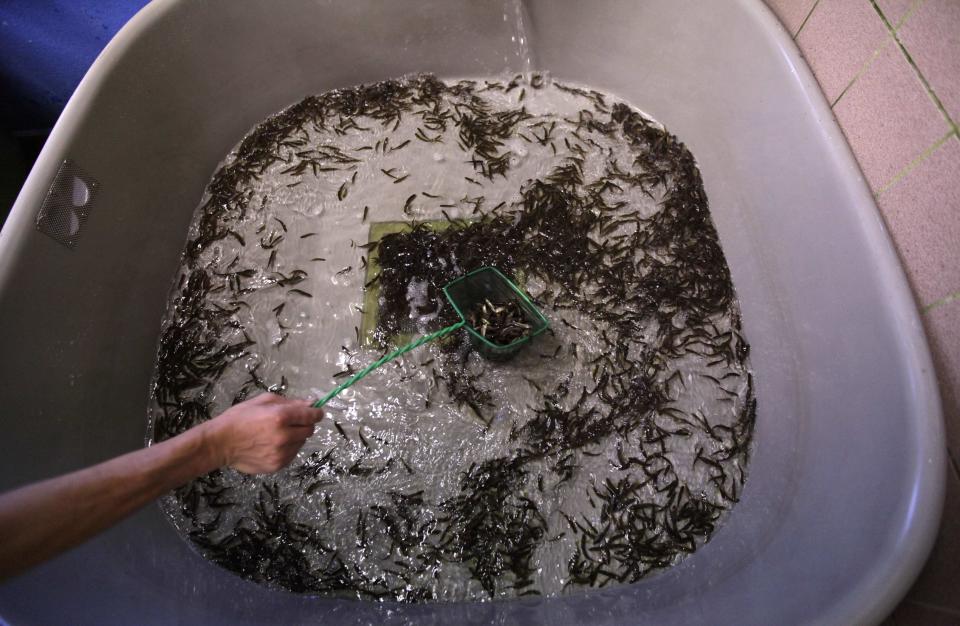 A fishermen takes out salmon fry from a tub in a hatchery near the German town of Nuestadt