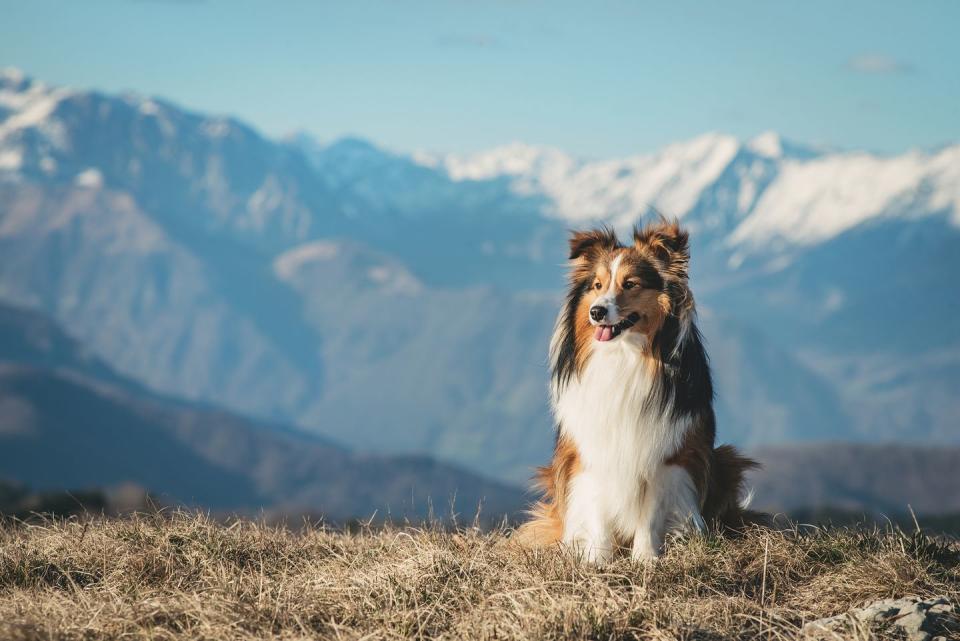 best small dog breeds shetland sheepdog