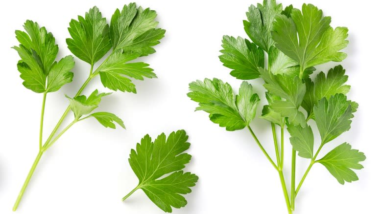 Fresh sprigs of parsley