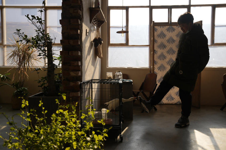 A man interacts with a pet duck at a cafe in Houheilong Miao, a village in Yanqing on the outskirts of Beijing, China, Wednesday, Jan. 5, 2022. The village has a view of the Olympics skiing venue in the distance. Its 20 mostly vacant traditional courtyard houses have been turned into lodgings and a cafe dubbed the "Winter Olympic Home." (AP Photo/Ng Han Guan)
