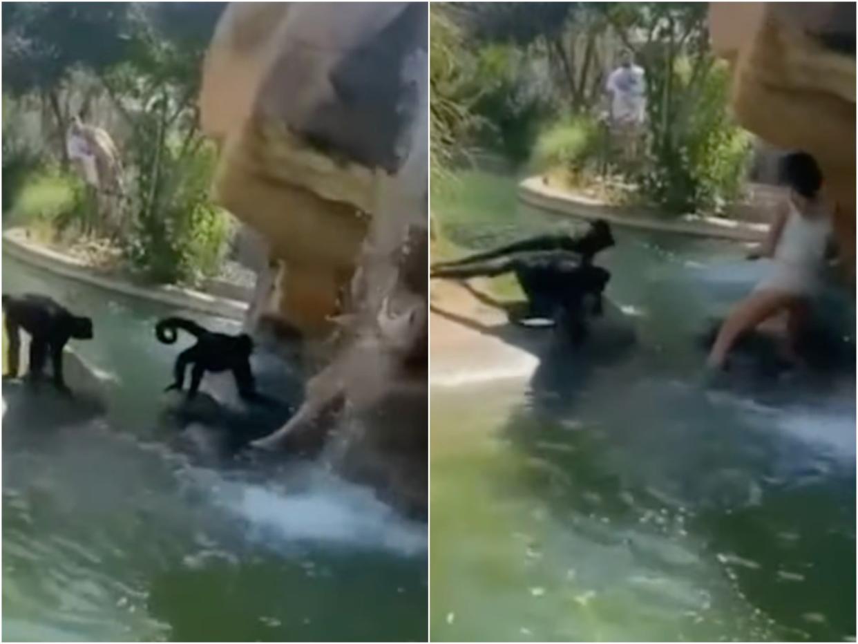 A woman climbed into a spider monkey enclosure at the El Paso Zoo and was slammed by the Zoo director as “stupid and lucky”.  (Instagram/FitFamElPaso)