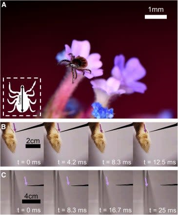 A photo series showing the static-boosted leaps of castor bean ticks in the team’s experiments.