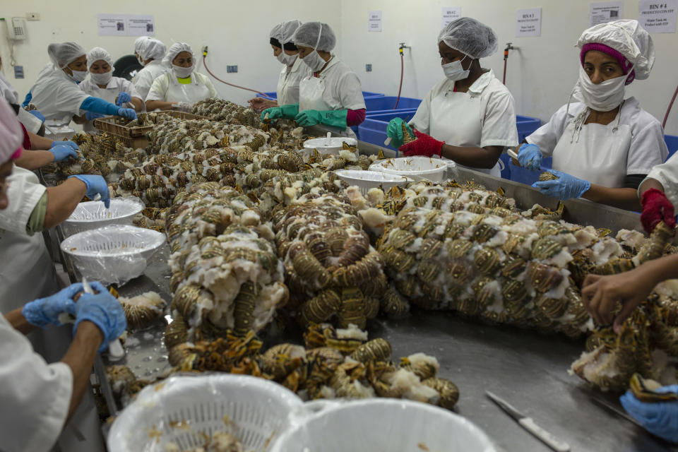 En esta fotografía del 27 de enero de 2018 una mujeres empacan langostas congeladas para exportarlas a Estados Unidos en una fábrica ubicada en La Ceiba, Honduras. La industria de las langostas generó 40 millones de dólares en ventas para Honduras en 2017, casi todas para el mercado estadounidense. (AP Foto/Rodrigo Abd)