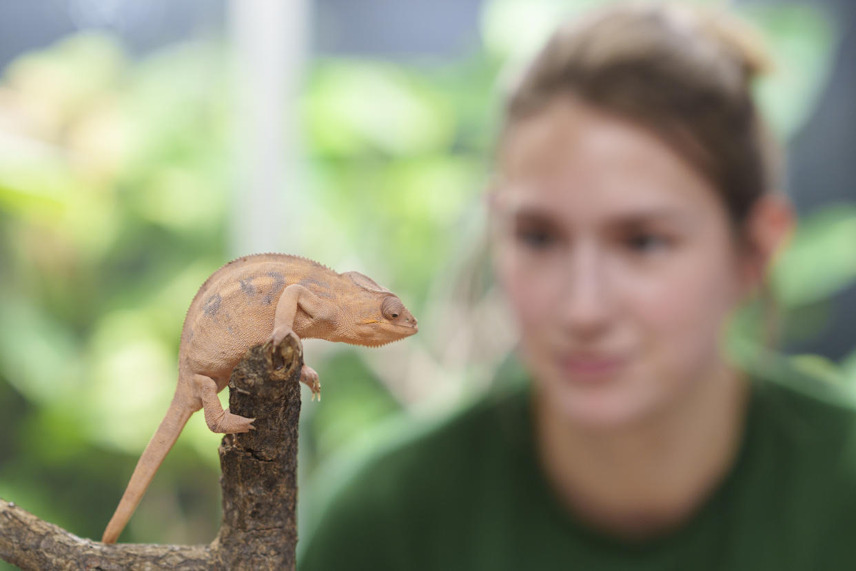 Zookeeper Lucy Herbert prepares to weigh a Panther Chameleon 