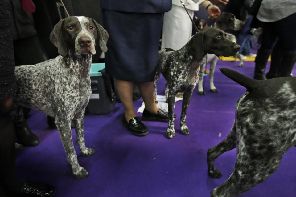 FILE - German shorthaired pointers wait to enter the ring during the 142nd Westminster Kennel Club Dog Show in New York, Tuesday, Feb. 13, 2018. To the casual viewer, competing at the Westminster Kennel Club dog show might look as simple as getting a dog, grooming it and leading it around a ring. But there's a lot more to getting to and exhibiting in the United States' most prestigious canine event. (AP Photo/Seth Wenig, File)