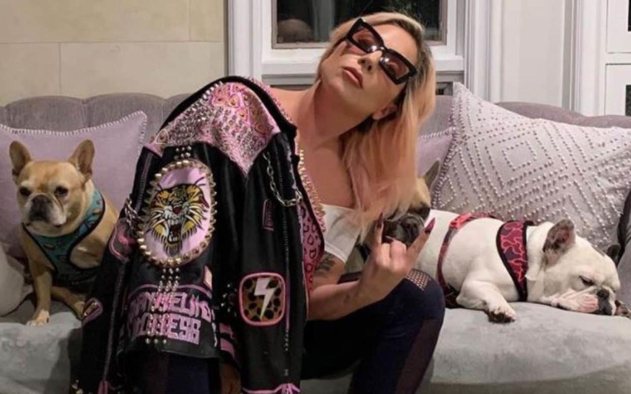 The crime of dog theft made international headlines last year when two of Lady Gaga's beloved French Bulldogs were stolen in an armed dognapping