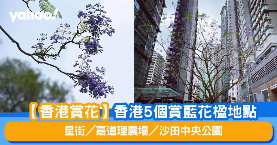 【香港賞花】5個賞藍花楹地點