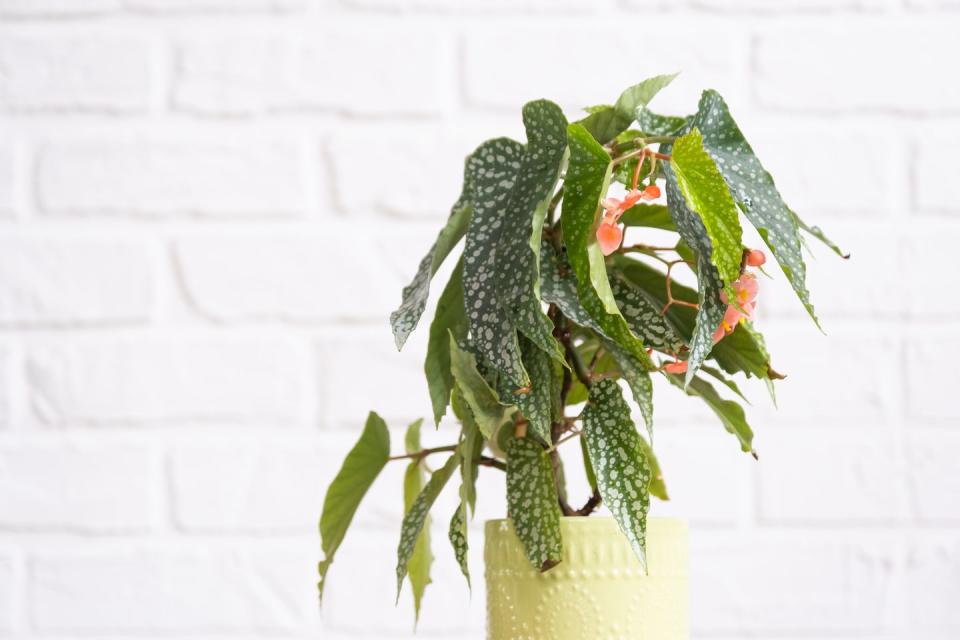 home potted plant begonia angel wings snowstorm polka dot leaves decorative deciduous in interior on table of house hobbies in growing, greenhome