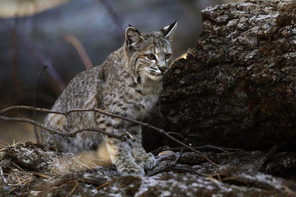 A young bobcat hunts for a meal in Yosemite Valley