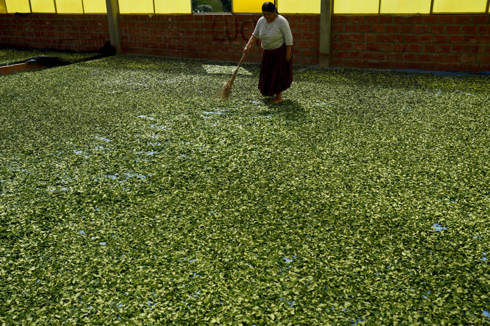 Una mujer extiende hojas de coca para su secado al sol en Trinidad Pampa, una zona cocalera en Bolivia, el sábado 13 de abril de 2024. Hasta ahora, las aspiraciones de Bolivia para que la hoja sea excluida de la lista internacional de estupefacientes de la ONU se han topado con negativas, pero por primera vez este año la OMS ha dado luz verde a que se haga un estudio sobre sus propiedades. (AP Foto/Juan Karita)