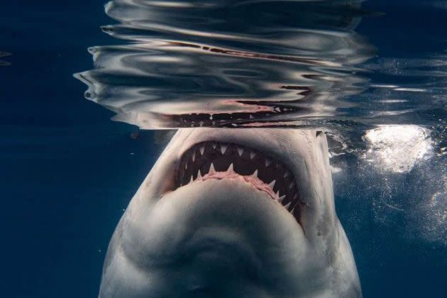 <p>Rencontre entre le photographe Euan Rannachan et le grand requin blanc, en Guadeloupe.</p>