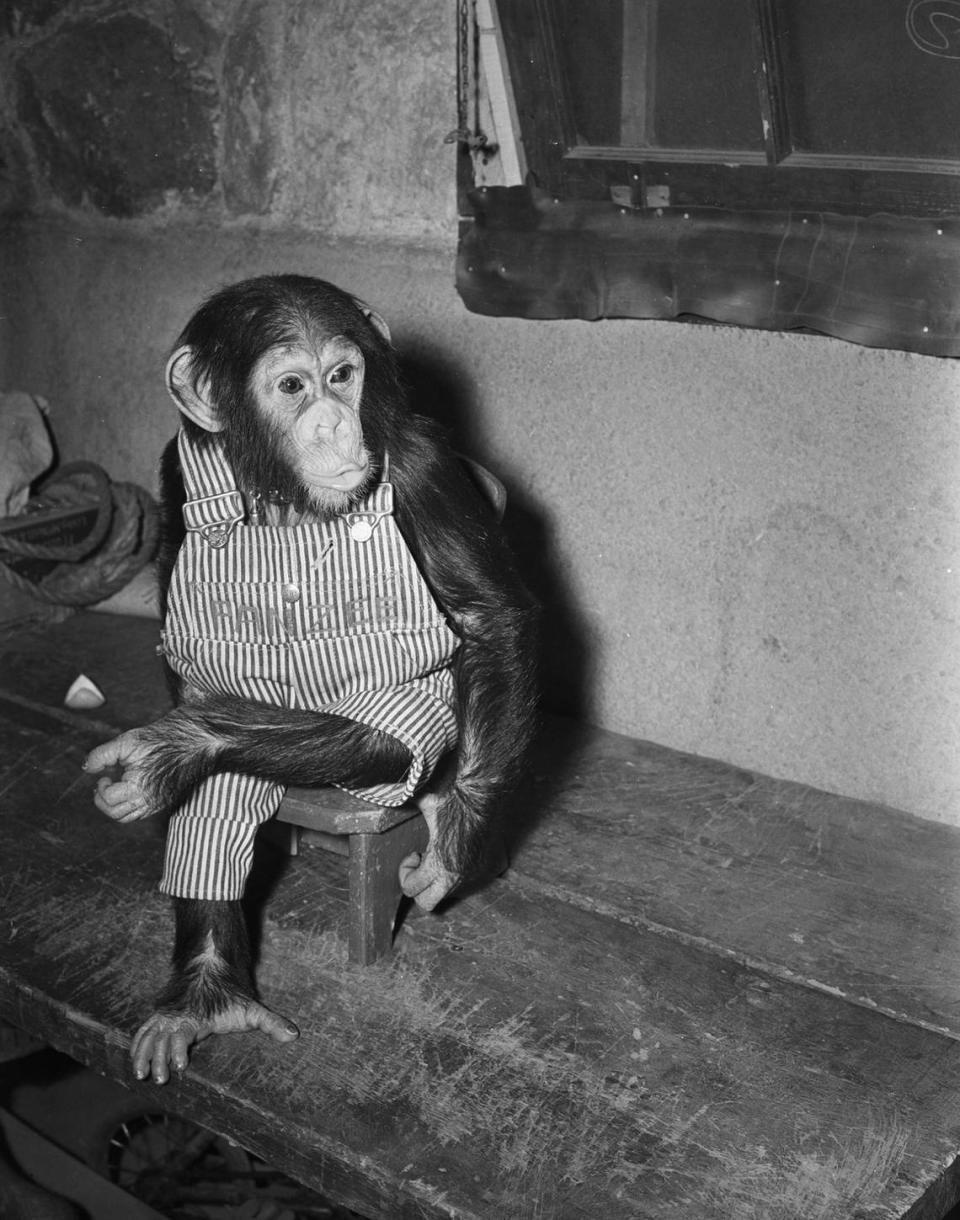 Feb. 21, 1940: “Annabella Panzee received a makeover before spring comes to the Forest Park Zoo in Fort Worth. Posed in the ‘before’ photograph, Annabella is turning in the overalls she’s been wearing for ladylike frills. Come springtime, she’ll be the zoo’s best dressed lady.”