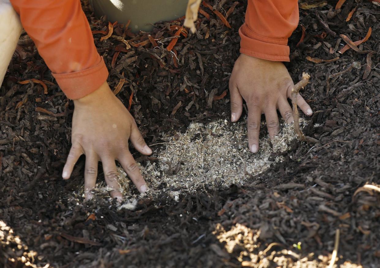 Planting native plant seeds on sand dunes at Westward Beach in Malibu, Calif., to stabilize the dunes. <a href="https://www.gettyimages.com/detail/news-photo/sara-cuadra-watershed-program-coordinator-with-the-bay-news-photo/1234406431" rel="nofollow noopener" target="_blank" data-ylk="slk:Al Seib / Los Angeles Times via Getty Images;elm:context_link;itc:0;sec:content-canvas" class="link ">Al Seib / Los Angeles Times via Getty Images</a>