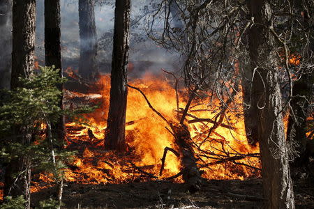 A wildfire burns through the trees near Jenks Lake in the San Bernardino National Forest, California, June 18, 2015. REUTERS/Lucy Nicholson