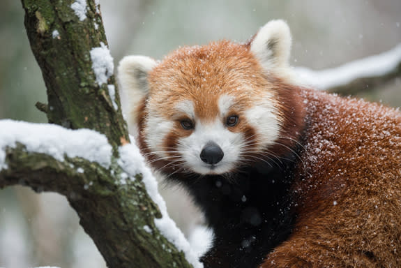 Primarily a bamboo eater, this charismatic mammal is covered in fur the color of cinnamon, which keeps it warm in cooler climates. Found in parts of Asia, red pandas are losing ground due to their specific habitat needs for their food staple, b