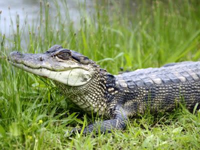 Photo © Bonish Photography / iStockphoto. Rivera partially lost his right arm in the alligator attack