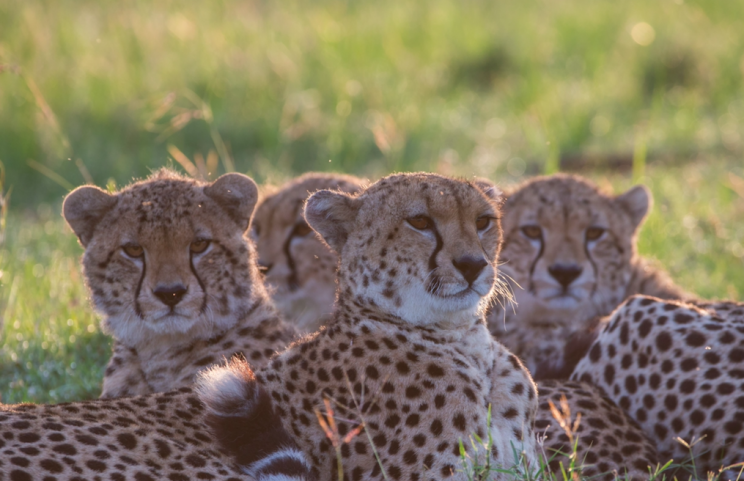 Cheetah numbers have dropped to just 7,000 (Rex)