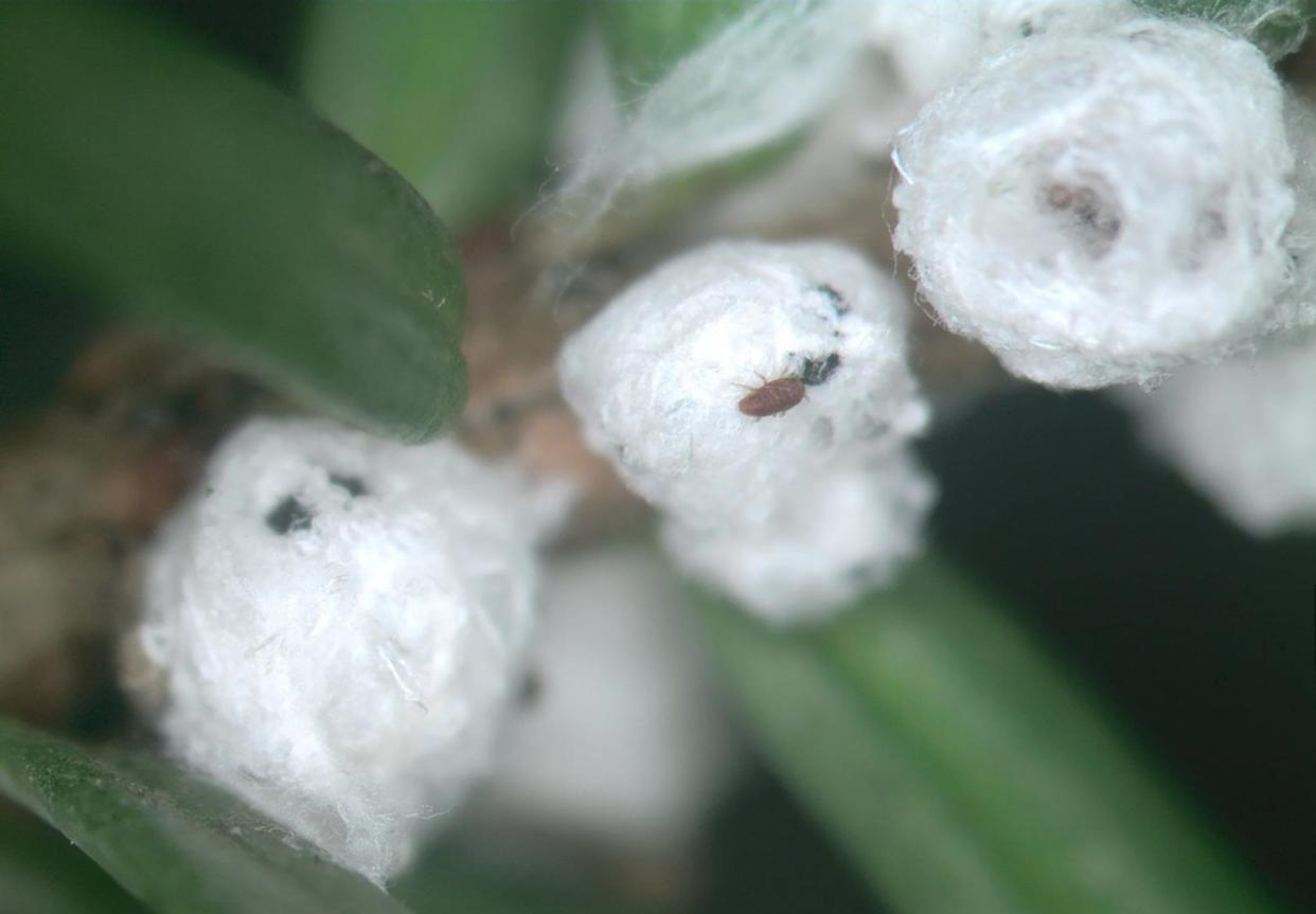 Hemlock woolly adelgid egg sacs with crawlers – these insects are very small and hard to see, but their ovisacs are visible as small, white, cottony masses on the undersides of hemlock branches.