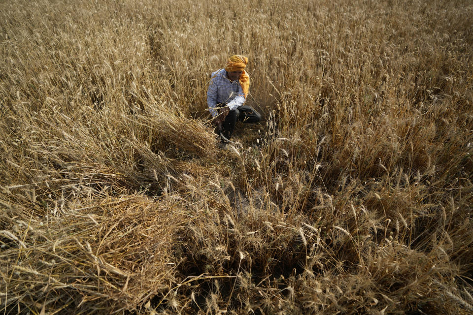 FILE - A farmer harvests wheat on the outskirts of Jammu, India, April 28, 2022. Loss and damage is the human side of a contentious issue that will likely dominate climate negotiations in Egypt. In India, it's record heat connected to climate change that caused deaths and ruined crops. (AP Photo/Channi Anand, File)