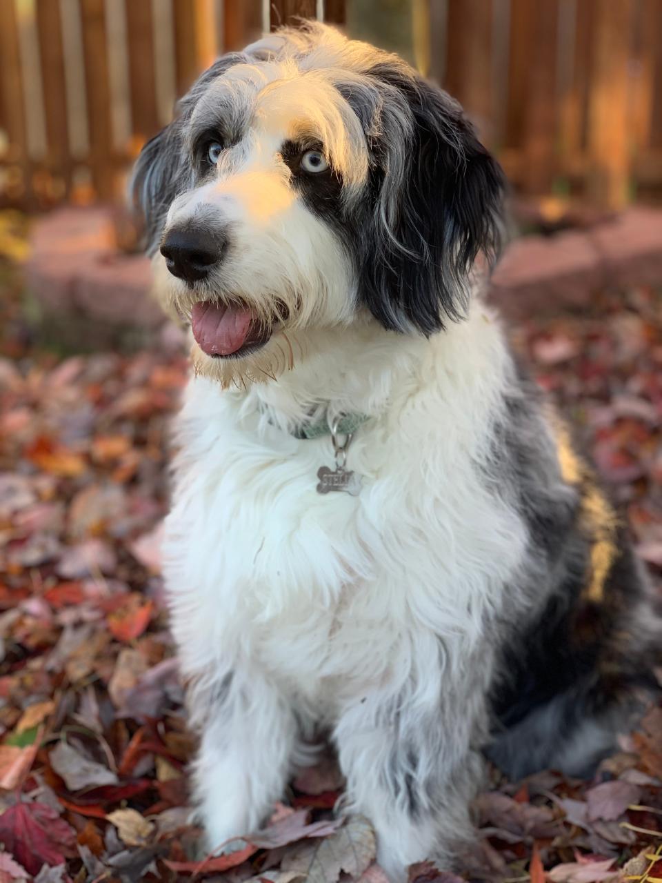 Stella, a one-year-old Aussiedoodle, sees that Pumpkin Spice Latte in your hand and is wondering where the heck her Puppuccino is?