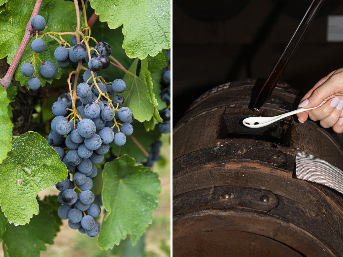 Zambrusco grapes growing on the Venturini Baldini estate; taste testing Balsamic Vinegar of Modena (Big Mamma)