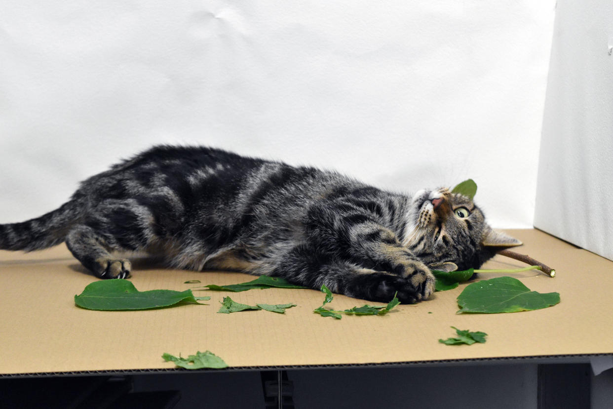 Un gato frotándose él mismo contra Actinidia polygama en un laboratorio. Aunque la Actinidia polygama no está relacionada de manera cercana con la hierba gatera, detona la misma reacción en los felinos. (Masao Miyazaki vía The New York Times)