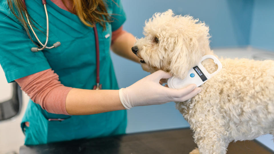 vet checking dog microchip