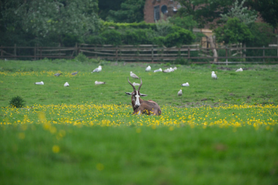 A goat cleaning itself in a field