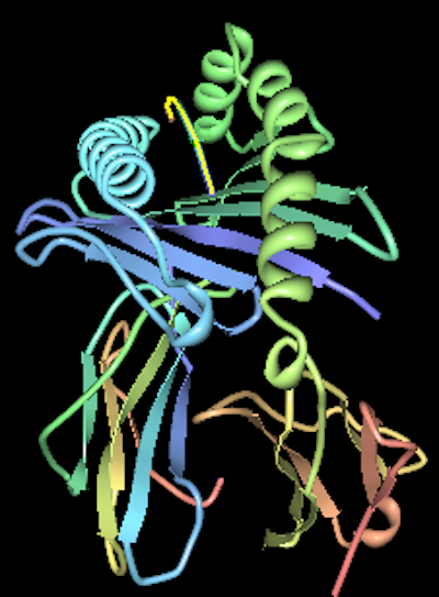 This is a 3D model of the protein that the gene variant HLA-B*15:01 codes for. <a href="https://commons.wikimedia.org/wiki/File:HLA_B%5E1501.png" rel="nofollow noopener" target="_blank" data-ylk="slk:Pdeitiker/Wikimedia Commons;elm:context_link;itc:0;sec:content-canvas" class="link ">Pdeitiker/Wikimedia Commons</a>
