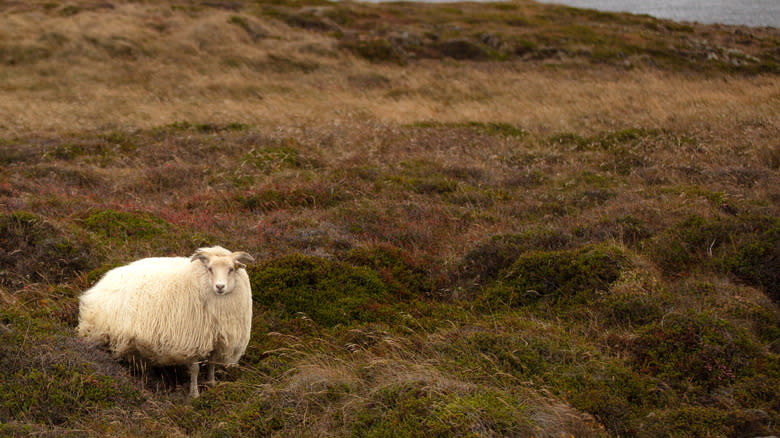 Icelandic sheep in field