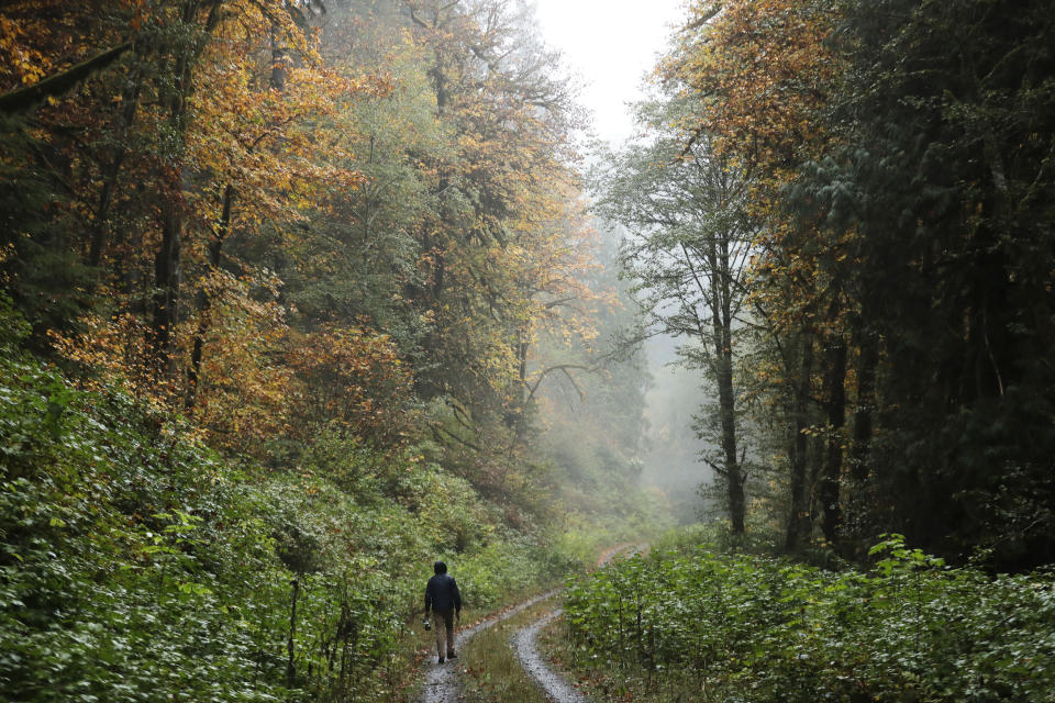 In this Oct. 23, 2018 photo, Dave Wiens, a biologist who works for the U.S. Geological Survey, walks through a forest near Corvallis, Ore., carrying a digital bird calling device intended to attract barred owls to be culled. Wiens views his gun as “a research tool” in humankind’s attempts to maintain biodiversity and rebalance the forest ecosystem. Because the barred owl has few predators in Northwest forests, he sees his team’s role as apex predator, acting as a cap on a population that doesn’t have one. (AP Photo/Ted S. Warren)