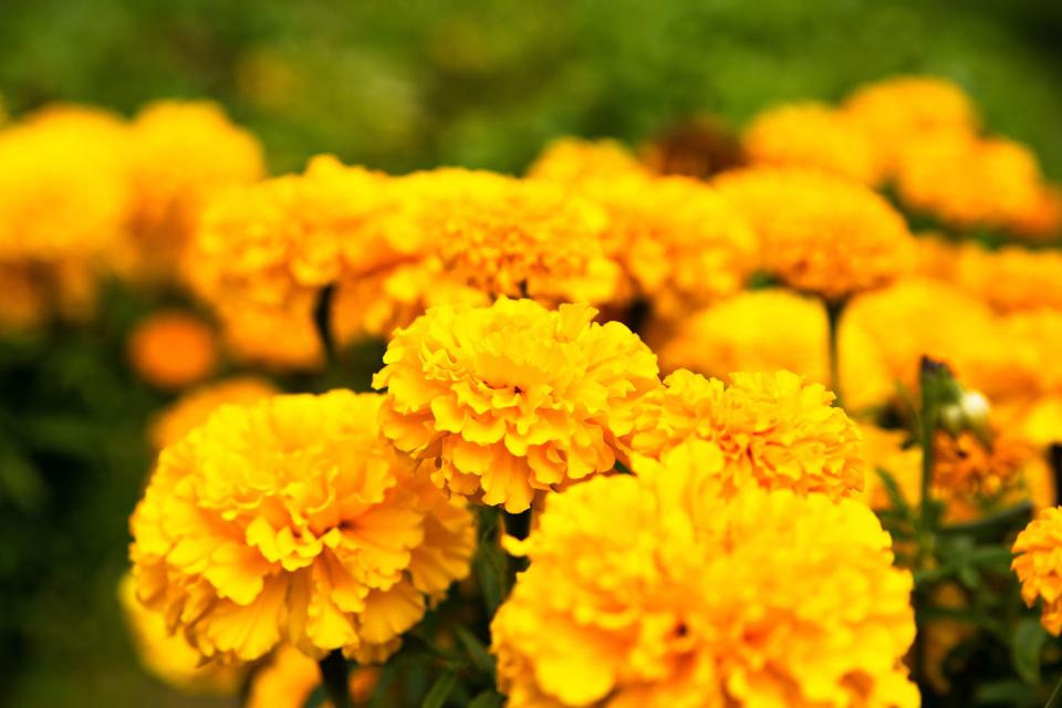 Marigold