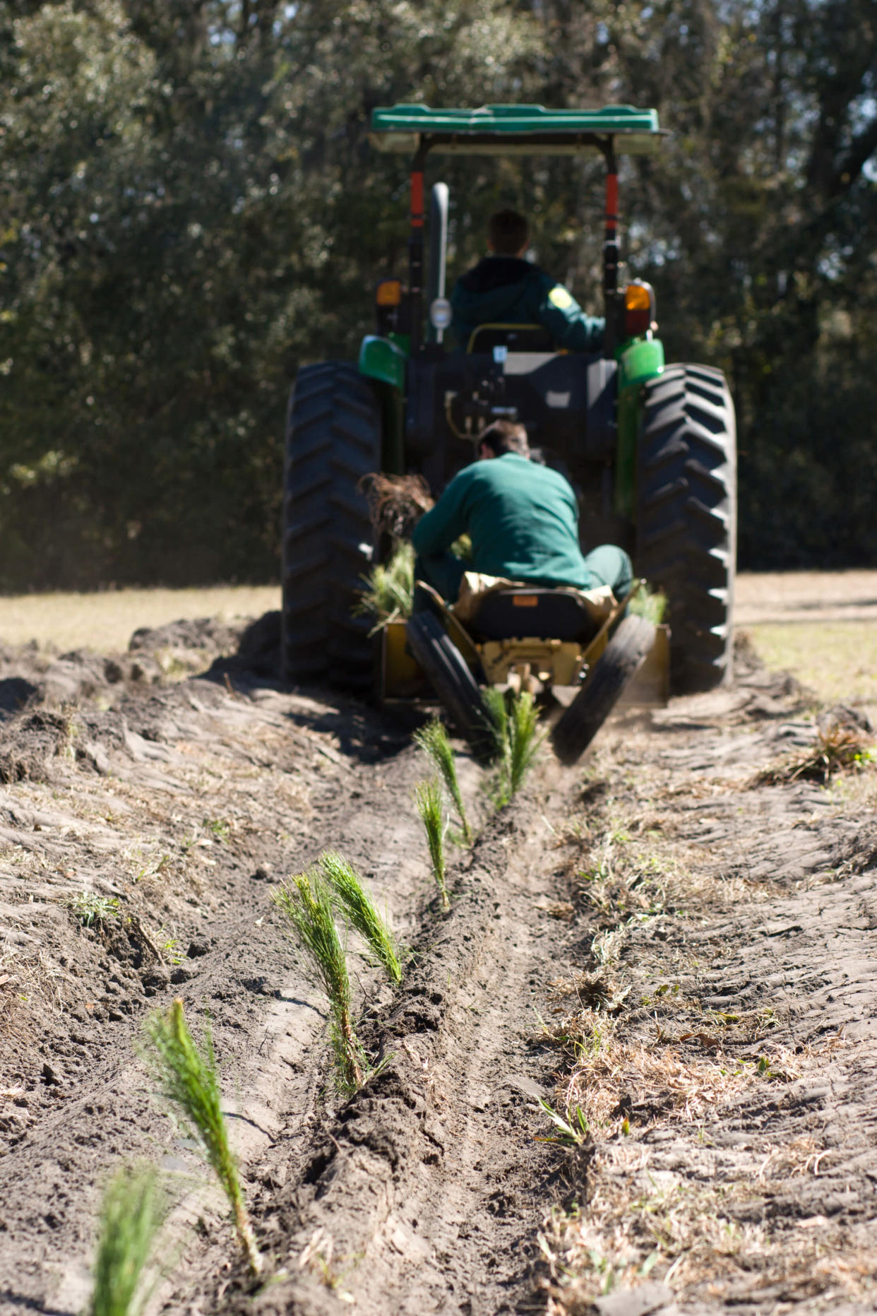 A tree planting machine puts pine seedlings in the ground.