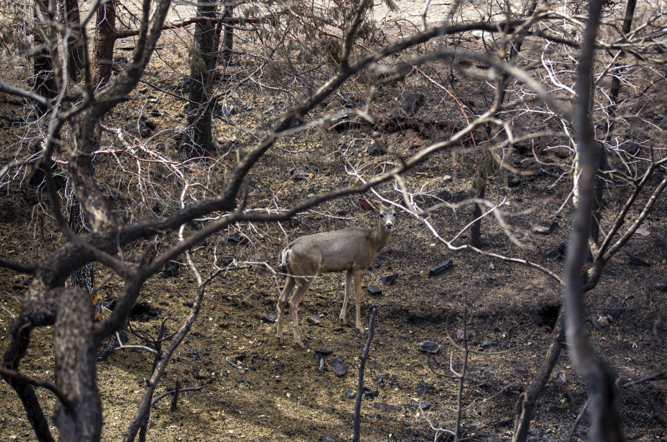 An elk is shown among charred trees caused by the South Fork Fire in the mountain village of Ruidoso, N.M., Saturday, June 22, 2024. Recent rains and cooler weather are helping more than 1,000 firefighters gain ground on two wildfires in southern New Mexico that have killed two people, destroyed hundreds of homes and forced thousands to flee. (AP Photo/Andres Leighton)