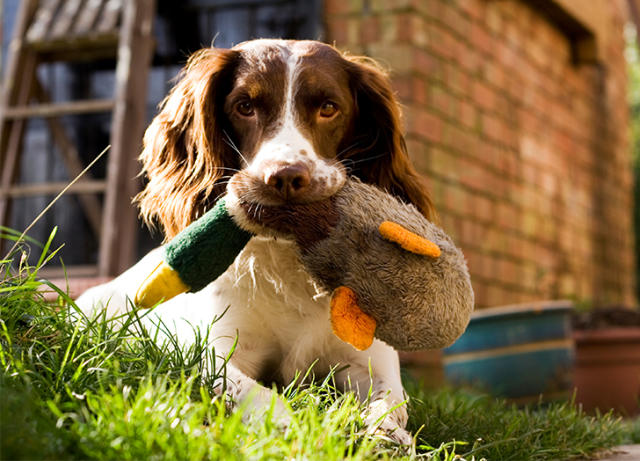 Top 10 Naughtiest Dog Breeds Revealed